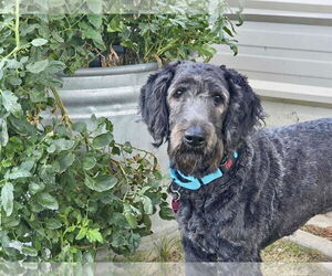 Labrador Retriever-Unknown Mix Dogs for adoption in Clovis, CA, USA