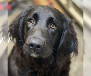 Labrador Retriever-Unknown Mix Dogs for adoption in Canton, CT, USA
