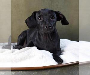 Bo-Dach Dogs for adoption in Sheridan, CO, USA