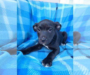 Labrador Retriever Dogs for adoption in Brewster, NY, USA