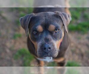 Rottweiler-American Pit Bull Terrier Dogs for adoption in Munford, TN, USA