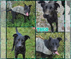 Shollie Dogs for adoption in Blacksburg, SC, USA