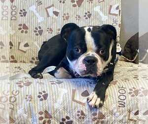Boston Terrier-Unknown Mix Dogs for adoption in Minneapolis, MN, USA