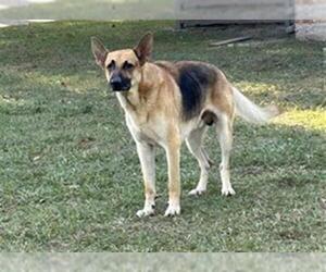 German Shepherd Dog Dogs for adoption in Houston, TX, USA