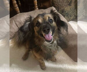 Dachshund-Unknown Mix Dogs for adoption in Hinckley, IL, USA