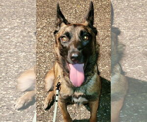 Mutt Dogs for adoption in Stevens Point, WI, USA