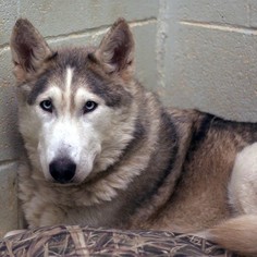 Alaskan Husky-Unknown Mix Dogs for adoption in Pensacola, FL, USA