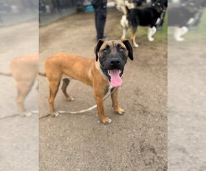 Mutt Dogs for adoption in Riverside, CA, USA