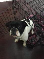 Faux Frenchbo Bulldog Dogs for adoption in Newcastle, Ontario, Canada