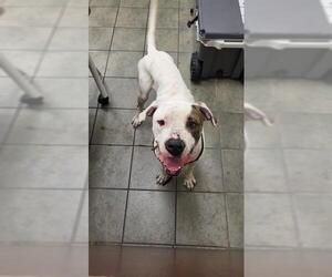 Mastiff-Unknown Mix Dogs for adoption in San Antonio, TX, USA