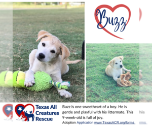 Golden Shepherd Dogs for adoption in Lillian, TX, USA