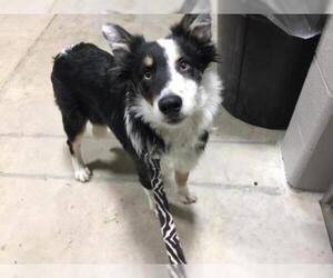 Border Collie Dogs for adoption in Pierceton , IN, USA