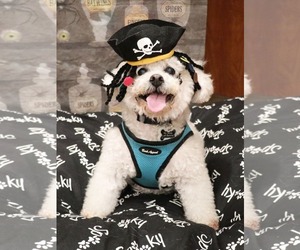 Poodle (Miniature)-Unknown Mix Dogs for adoption in Victorville, CA, USA