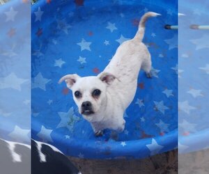 Chiweenie Dogs for adoption in Bonifay , FL, USA