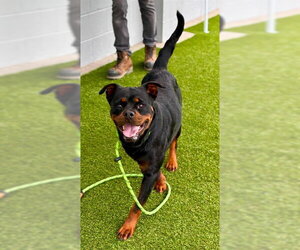 Rottweiler Dogs for adoption in Stockton, CA, USA