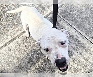 Mutt Dogs for adoption in Houston, TX, USA
