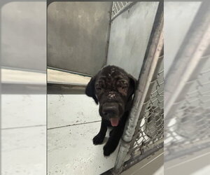 Labrador Retriever-Unknown Mix Dogs for adoption in Conroe, TX, USA