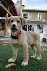 Labrador Retriever Dogs for adoption in Camp Hill, PA, USA