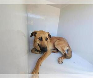 Shepradors Dogs for adoption in Houston, TX, USA