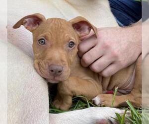 Boxador Dogs for adoption in Alexandria, VA, USA