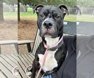 Staffordshire Bull Terrier-Unknown Mix Dogs for adoption in Front Royal, VA, USA