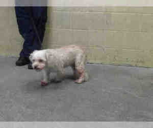 Maltese Dogs for adoption in Downey, CA, USA