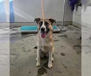 Gerberian Shepsky Dogs for adoption in Camarillo, CA, USA