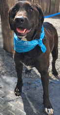 Labrador Retriever-Unknown Mix Dogs for adoption in Clifton Forge, VA, USA