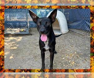 Australian Kelpie Dogs for adoption in Ojai, CA, USA