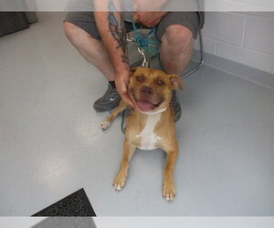 American Staffordshire Terrier Dogs for adoption in Ocala, FL, USA