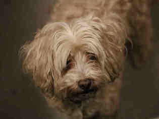 Maltipoo Dogs for adoption in Denver, CO, USA