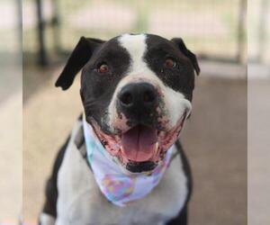 American Bulldog-American Staffordshire Terrier Mix Dogs for adoption in San Antonio, TX, USA