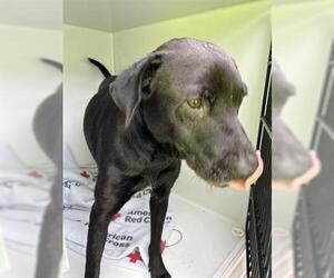 Labrador Retriever-Unknown Mix Dogs for adoption in Houston, TX, USA
