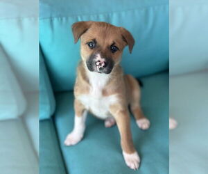Mutt Dogs for adoption in Boston, MA, USA