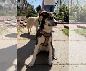 German Shepherd Dog-Unknown Mix Dogs for adoption in Aurora, CO, USA