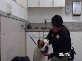 Boxer Dogs for adoption in Santa Maria, CA, USA