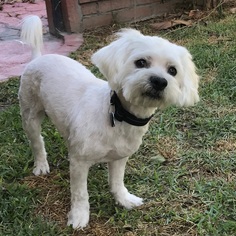 Maltese Dogs for adoption in Bell Gardens, CA, USA