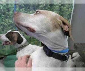 Pointer Dogs for adoption in Camarillo, CA, USA