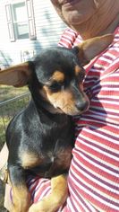 Chiweenie Dogs for adoption in Camden, SC, USA