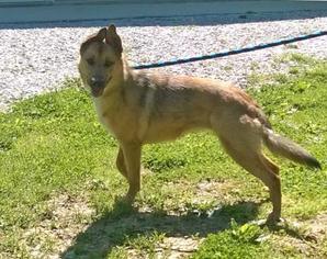 German Shepherd Dog Dogs for adoption in Terre Haute, IN, USA