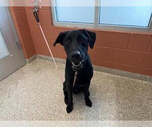 Labrador Retriever Dogs for adoption in Pueblo, CO, USA