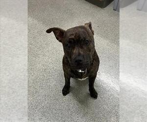 American Pit Bull Terrier-Unknown Mix Dogs for adoption in Fort Collins, CO, USA