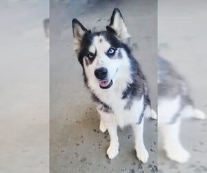 Siberian Husky Dogs for adoption in Bakersfield, CA, USA