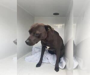 American Pit Bull Terrier Dogs for adoption in Houston, TX, USA