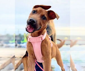 Labrador Retriever-Unknown Mix Dogs for adoption in Holly Springs, NC, USA
