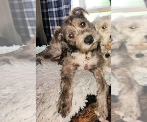 Havanese-Kerry Blue Terrier Mix Dogs for adoption in Mt. Laurel, NJ, USA