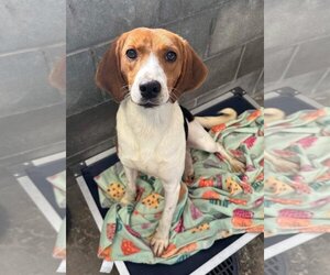 Beagle-Unknown Mix Dogs for adoption in Melrose, FL, USA