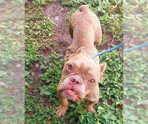 Bulldog Dogs for adoption in Fort Lauderdale, FL, USA