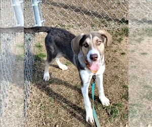 Mutt Dogs for adoption in Bardstown, KY, USA