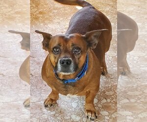 Dachshund Dogs for adoption in Walnutport, PA, USA